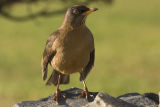 Falkland Thrush